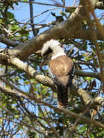 Kookaburra right by the trail