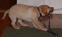 First Puppy Photos August, 2004